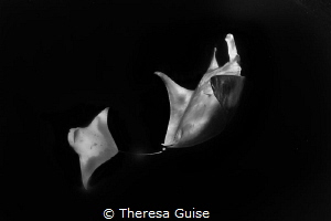Manta magic / Manta rays off the coast of Isla Mujeres pe... by Theresa Guise 